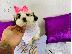 PoulaTo: Shih Tzu κουτάβια